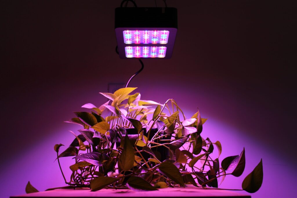 LED Grow Light